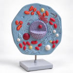 Animal Cell Model